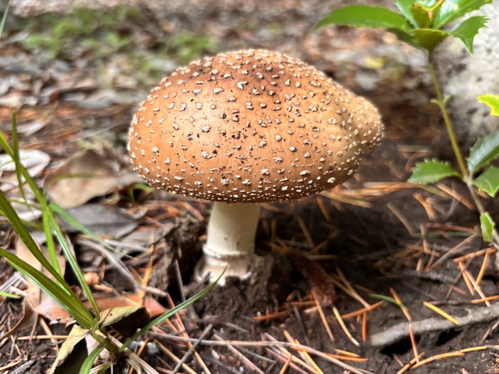 テングタケの仲間