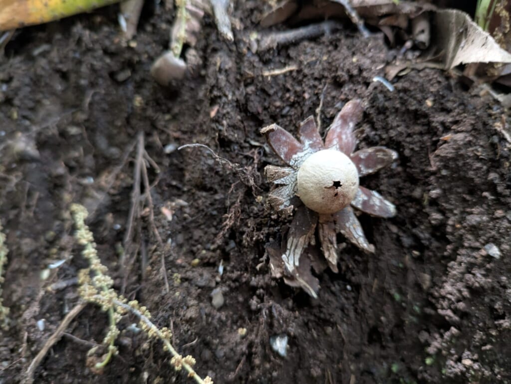 ツチグリ