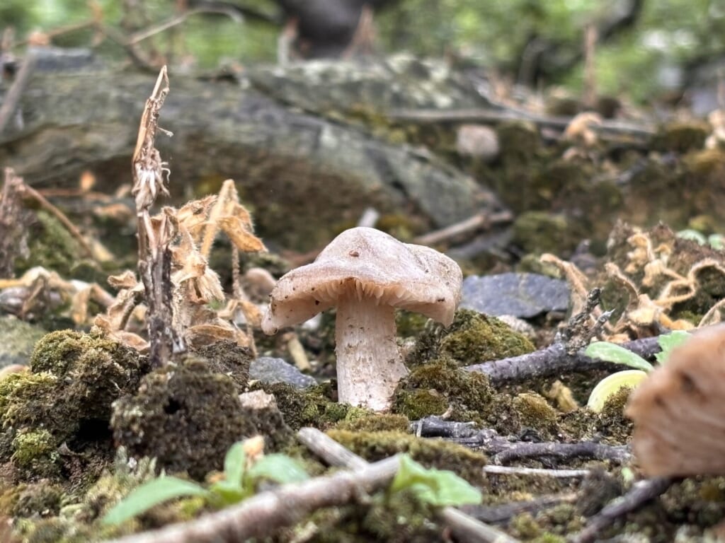 ハルシメジ