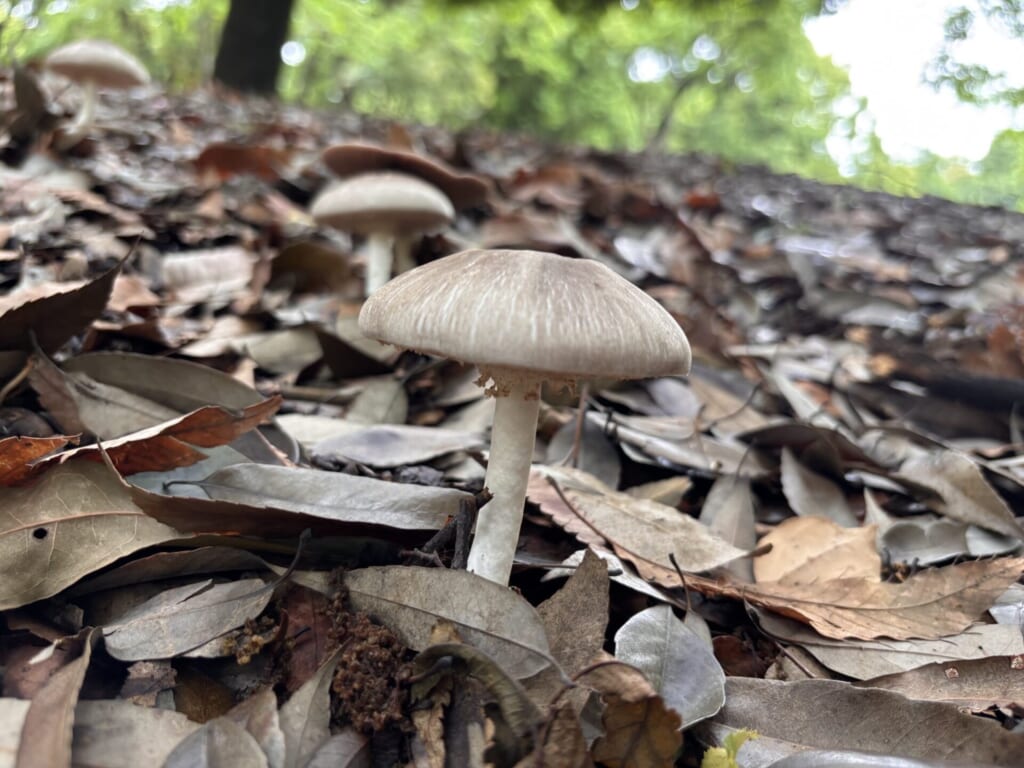 ナカグロモリノカサ？