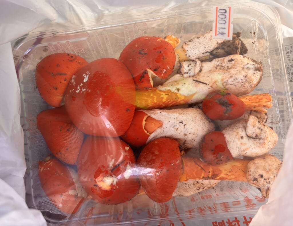 購入したタマゴタケ