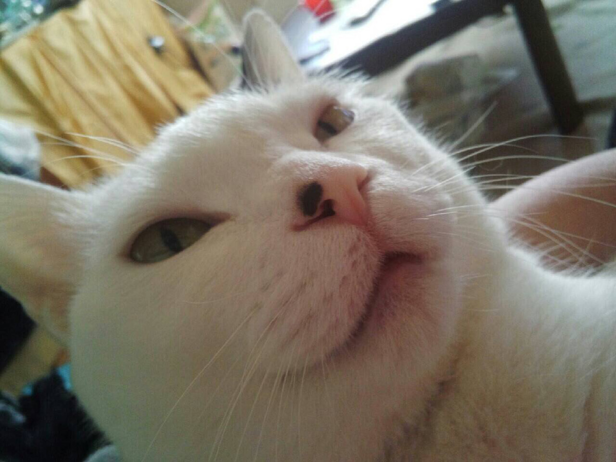 実家の猫がバカ（可愛い）すぎる