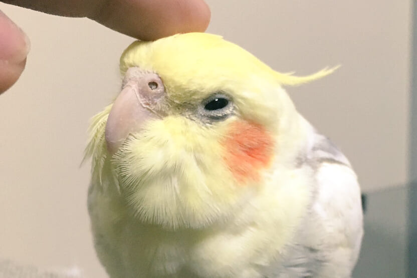 オカメインコってかわいい。