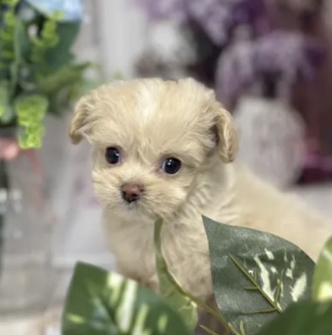 ウチのアイドル🐶