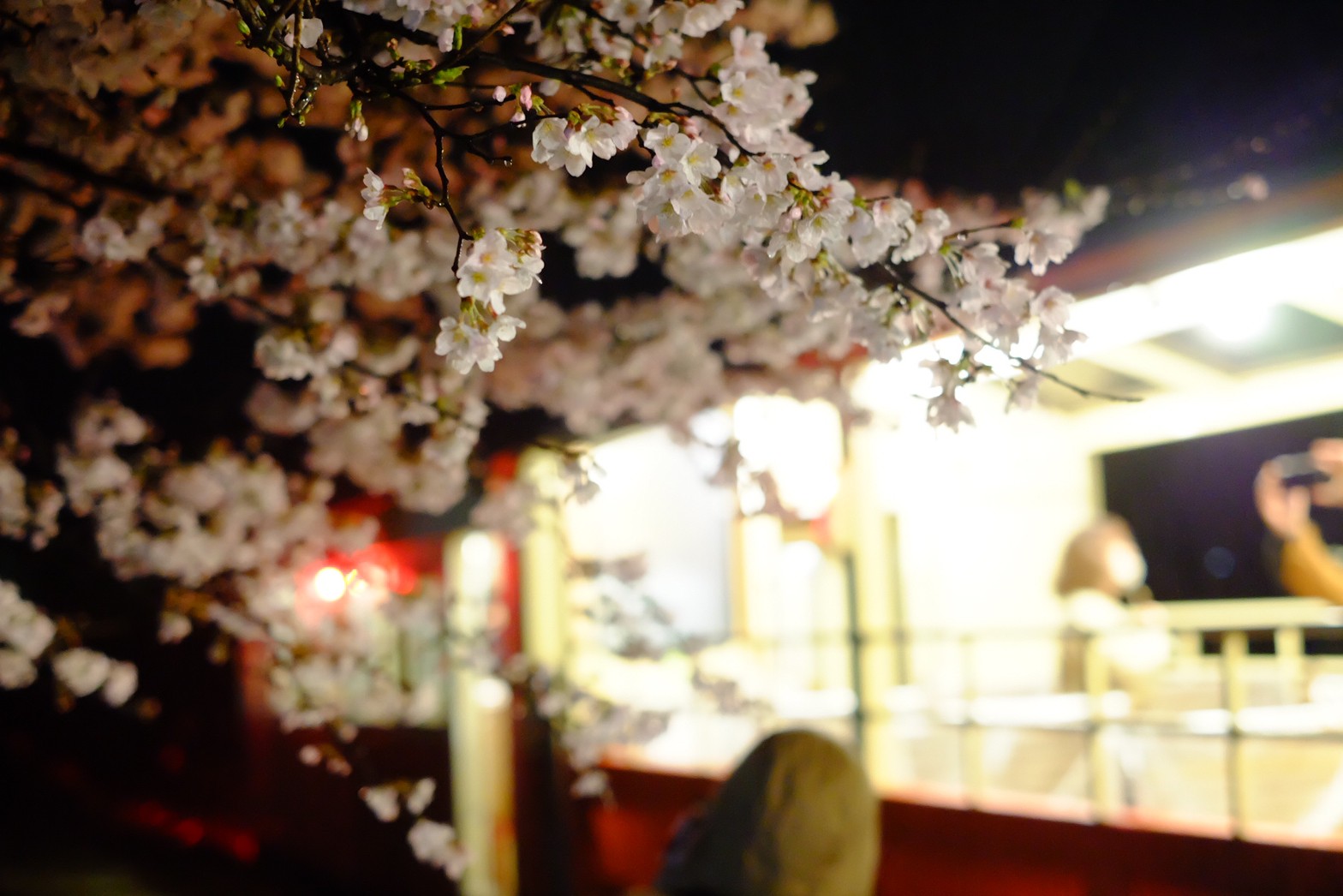 トロッコ列車で行く夜桜お花見の旅